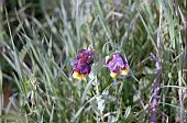 Flower of the grassland